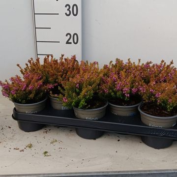 Erica x darleyensis 'Mary Helen'