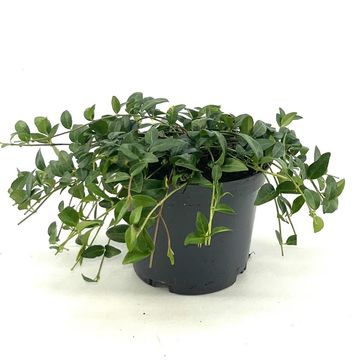 Vinca minor