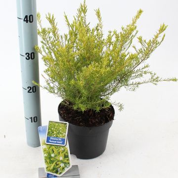 Diosma 'Сансет Голд'