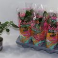 Hibiscus rosa-sinensis MIX