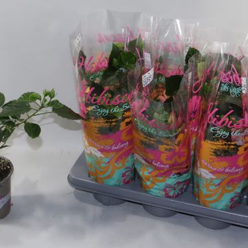 Hibiscus rosa-sinensis MIX