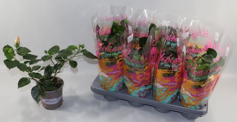 Hibiscus rosa-sinensis MIX