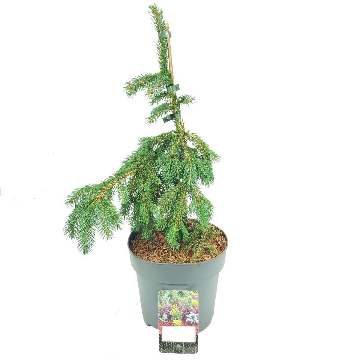 Picea glauca 'Pendula' — Plant Wholesale FlorAccess