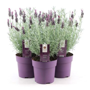 Lavandula stoechas 'Silver Anouk'