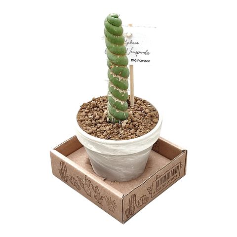 Eulychnia castanea 'Spiralis'