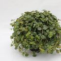 Pilea depressa