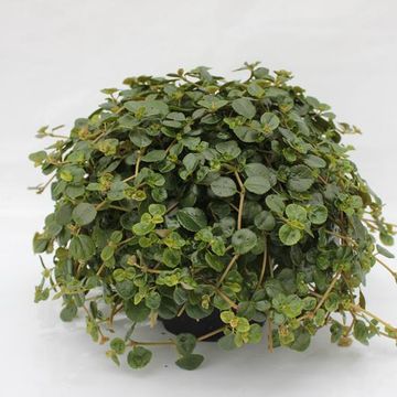 Pilea depressa