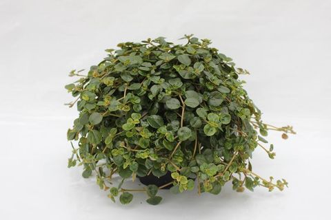 Pilea depressa