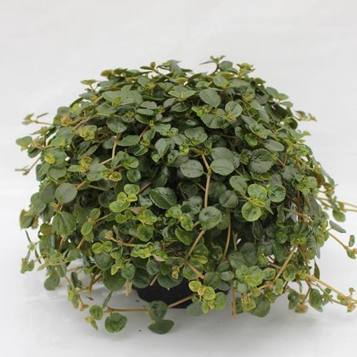 Pilea depressa