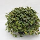 Pilea depressa