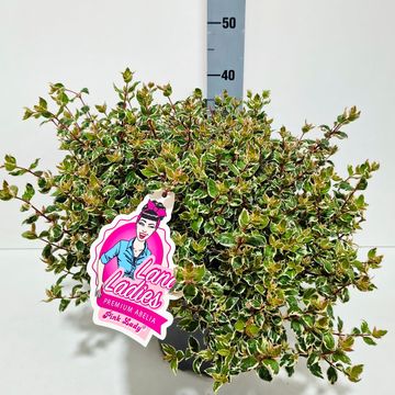Abelia x grandiflora PINK LADY