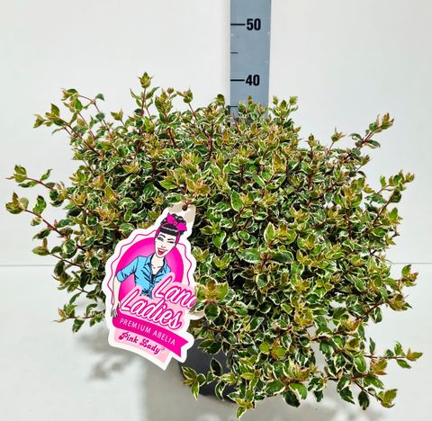 Abelia x grandiflora PINK LADY