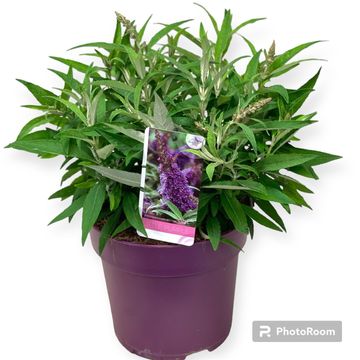 Buddleja davidii BUTTERFLY CANDY LITTLE PURPLE