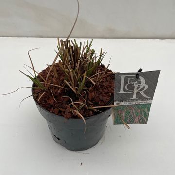 Miscanthus sinensis 'Flamingo'