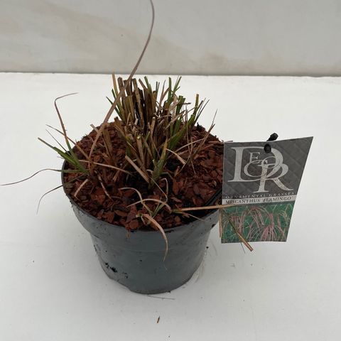 Miscanthus sinensis 'Flamingo'