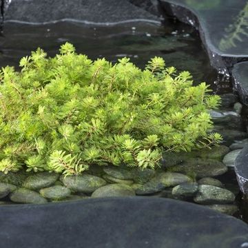 Myriophyllum rubricaule