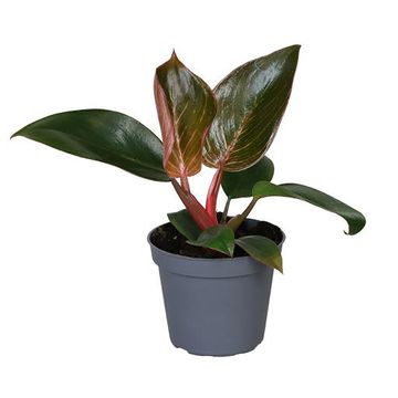 Filodendron 'Pink Bikini'