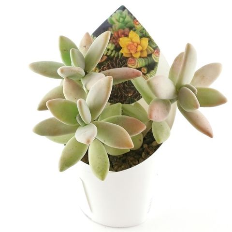 Pachyphytum werdermannii