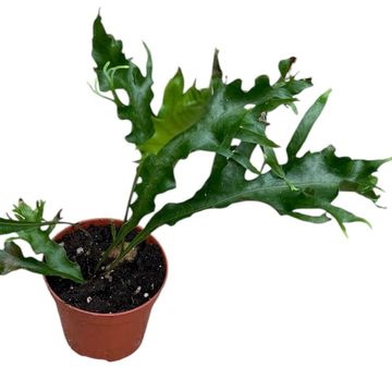 Drynaria quercifolia 'Poonsak'