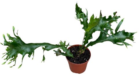 Drynaria quercifolia 'Poonsak'