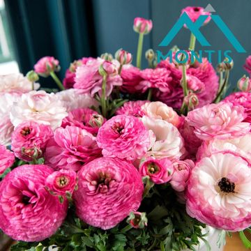 Ranunculus asiaticus 'Sprinkles Violet Bicolour'