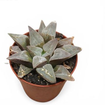Haworthia pygmaea