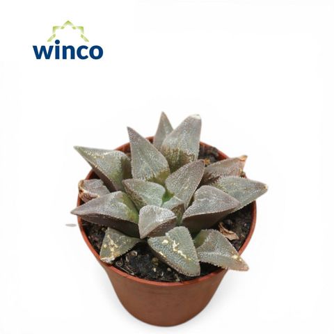 Haworthia pygmaea