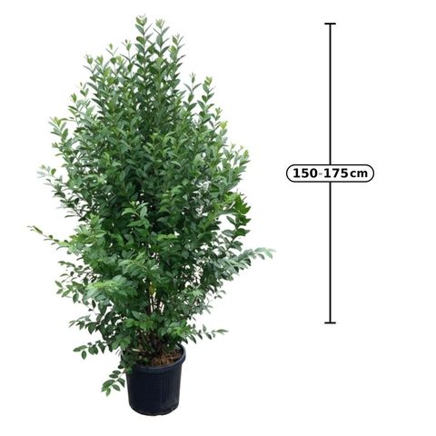 Ligustrum ovalifolium