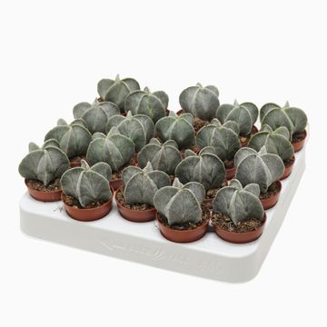 Astrophytum myriostigma