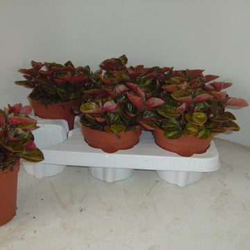 Peperomia 'Cappucino'