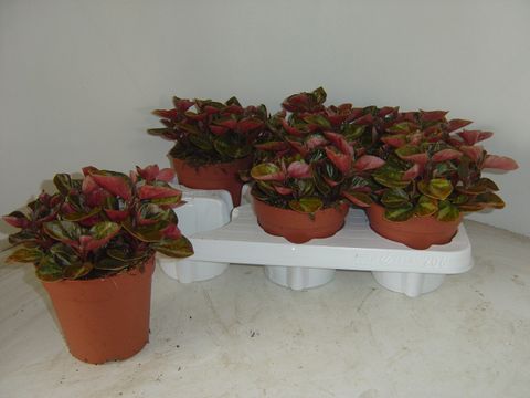 Peperomia 'Cappucino'