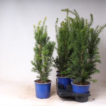 Taxus x media 'Hicksii'