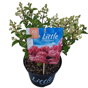 Hydrangea paniculata LITTLE XS RUBY ROSY
