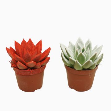 Echeveria agavoides