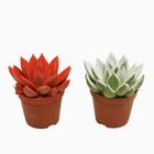 Echeveria agavoides