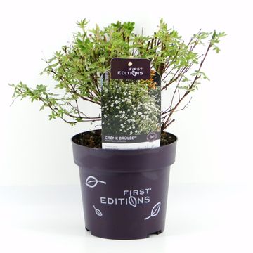 Potentilla fruticosa CRÈME BRULÉE