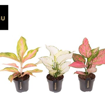 Aglaonema MIX