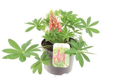 Lupinus 'Gallery Red'