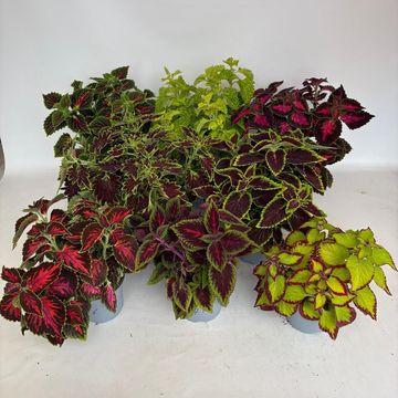 Coleus MIX