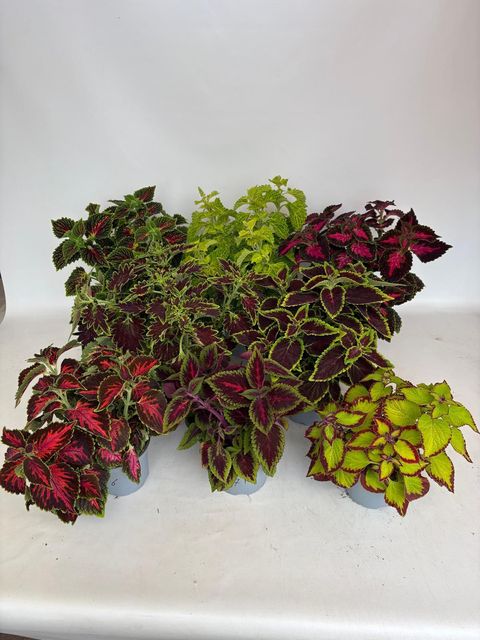 Coleus MIX