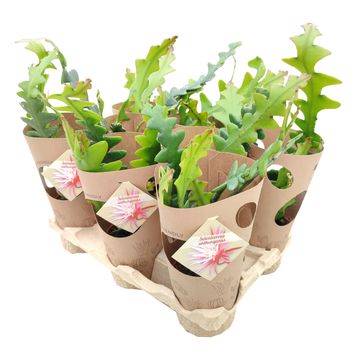 Selenicereus anthonyanus