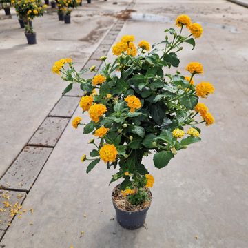 Lantana camara