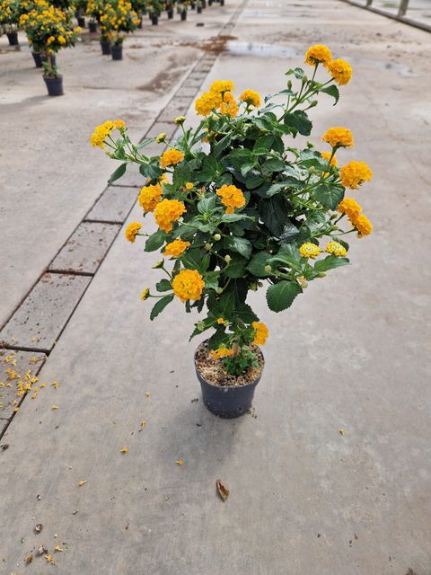 Lantana camara