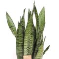 Sansevieria zeylanica
