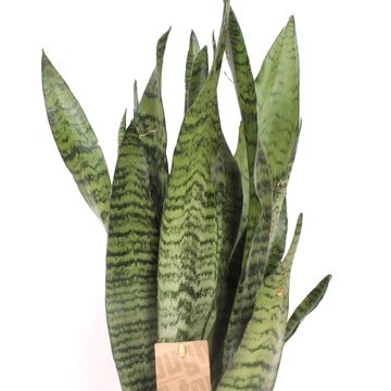 Sansevieria zeylanica