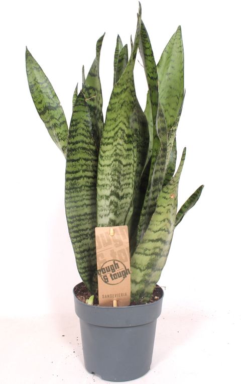 Sansevieria zeylanica