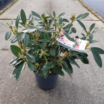 Rhododendron 'Percy Wiseman' (Y)