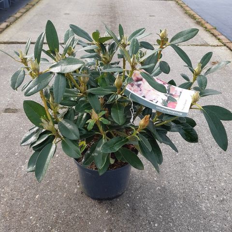 Rhododendron 'Перси Вайсман'