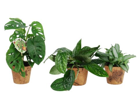 Plantes vertes MIX