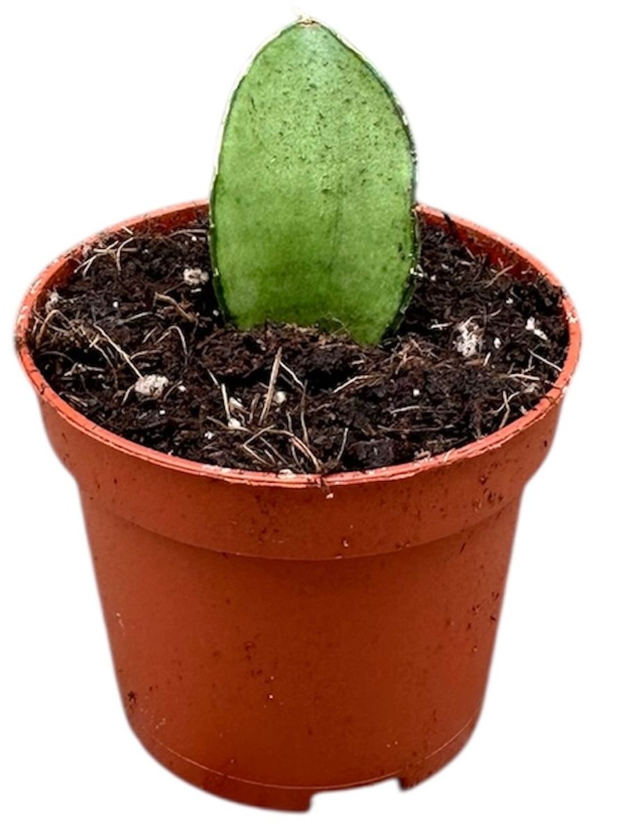 洋書 the splendid sansevieria Sansevieria 'Manee Thawee' — Рослини оптом FlorAccess